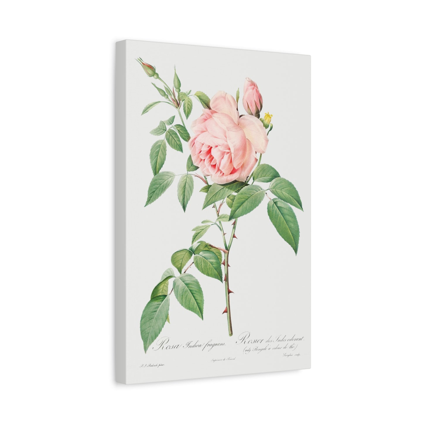 Botanical Plant Print - Rosa indica fragrans (Fragrant Rosebush) by Pierre Joseph Redoute Canvas Print