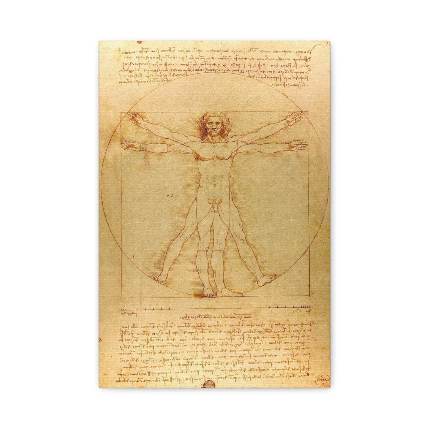 Vitruvian Man (circa 1492) by Leonardo da Vinci Canvas Print