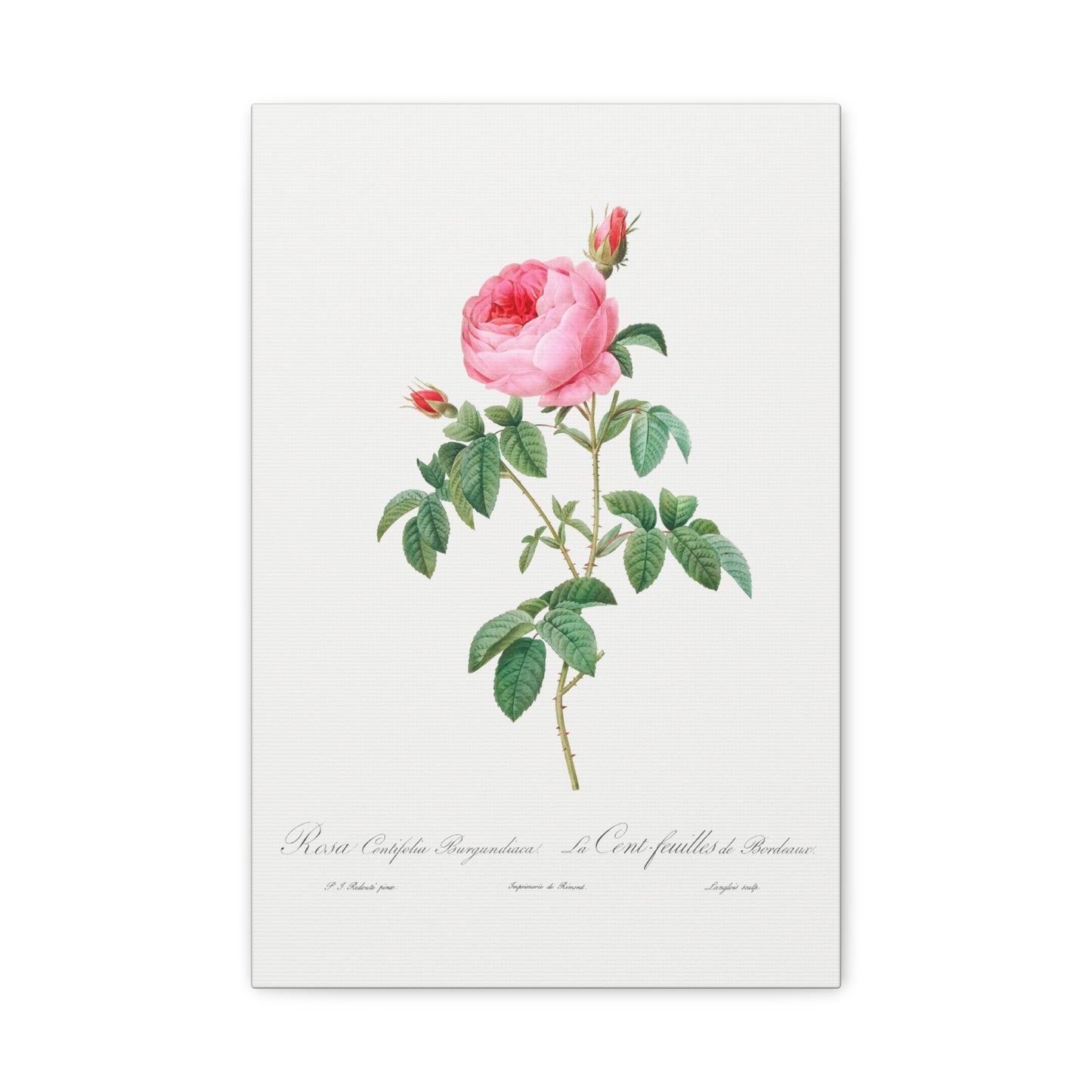 Botanical Plant Print - Burgundy Cabbage Rose by Pierre Joseph Redoute Canvas Print