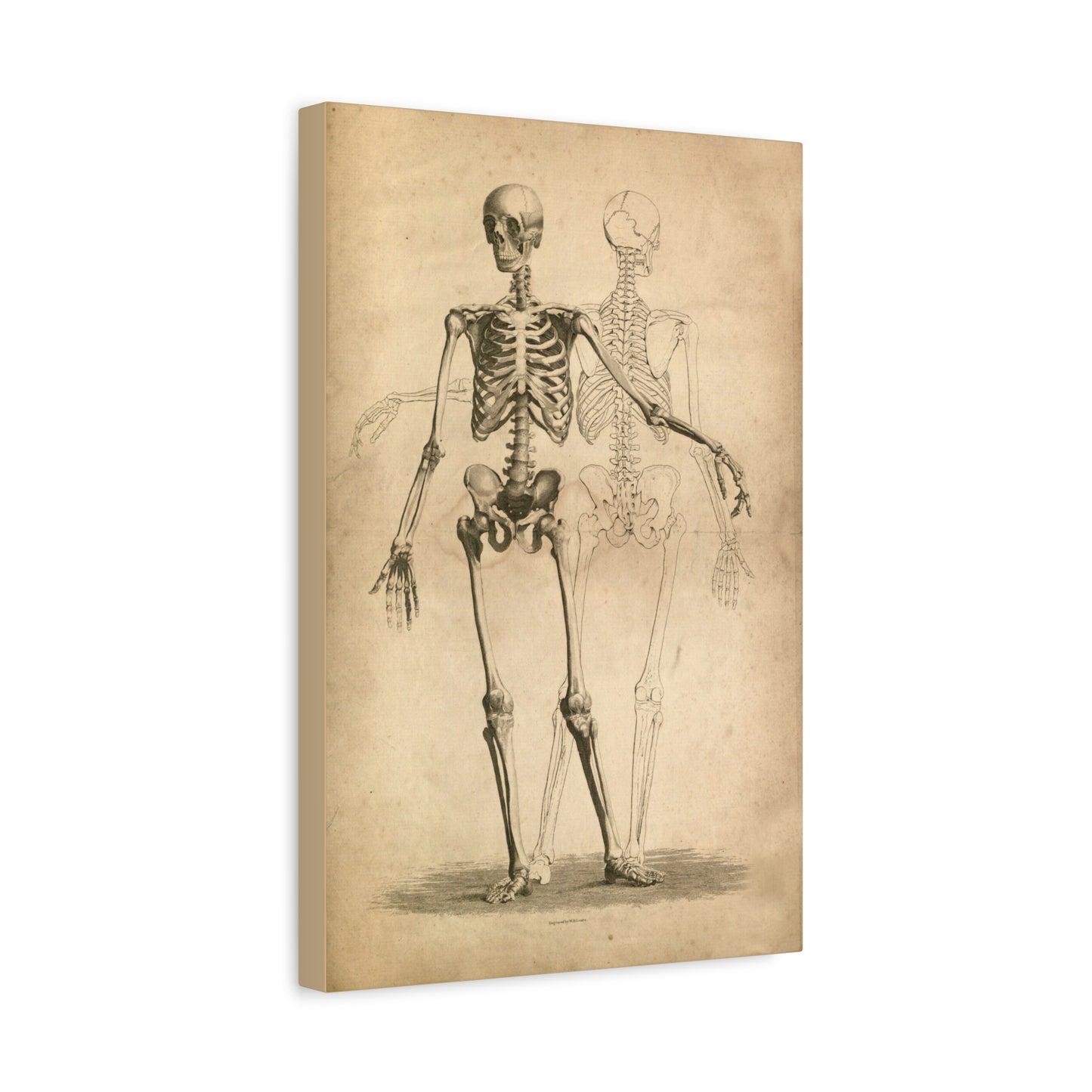 Two Skeletons Gothic Canvas Wall Art