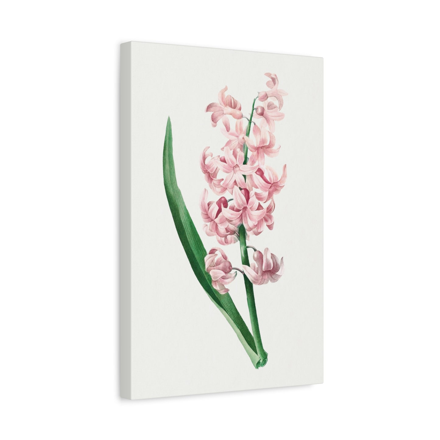 Botanical Plant Print - Pink Hyacinth by Pierre Joseph Redoute Canvas Print