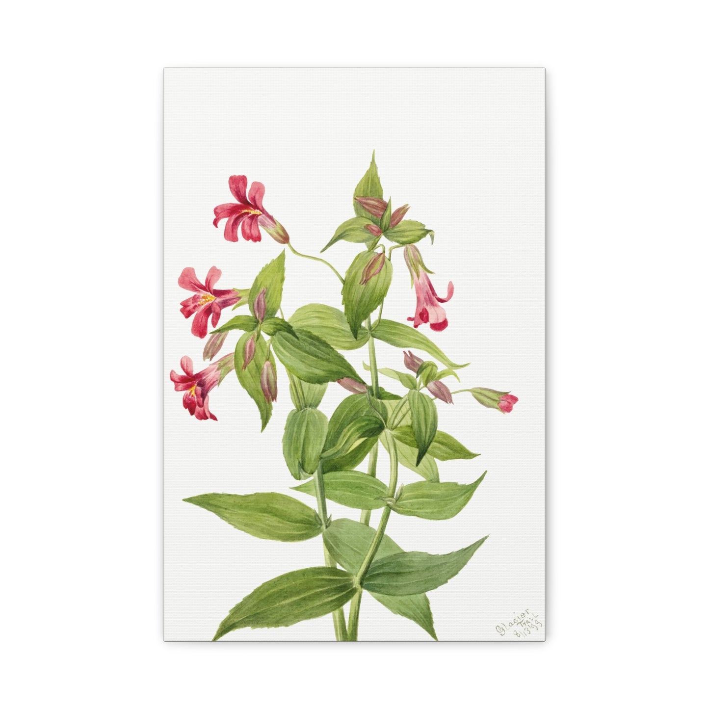 Botanical Plant Illustration - Lewis Monkey Flower (Mimulus lewisii) by Mary Vaux Walcott Canvas Print