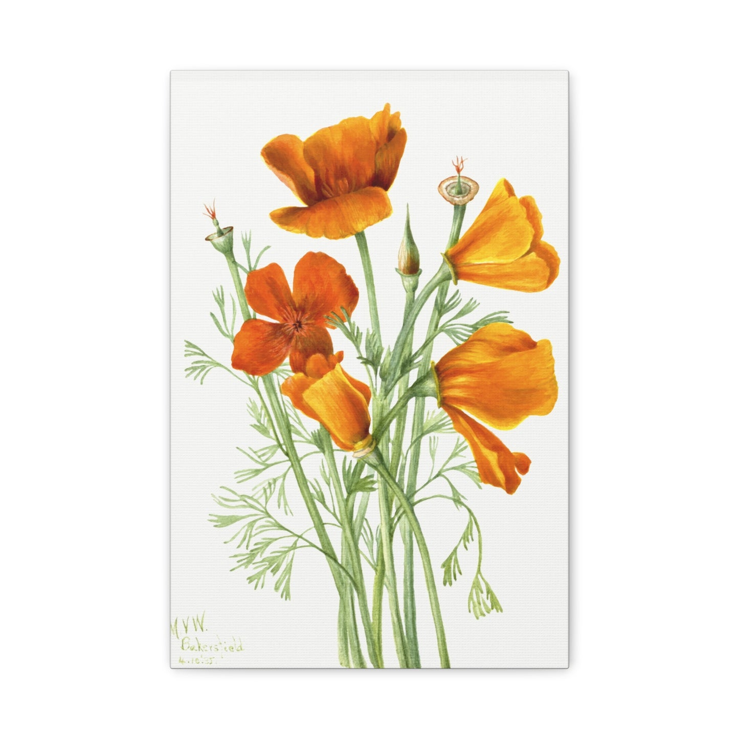 Botanical Plant Illustration - California Poppy (Eschscholtzia californica) by Mary Vaux Walcott Canvas Print