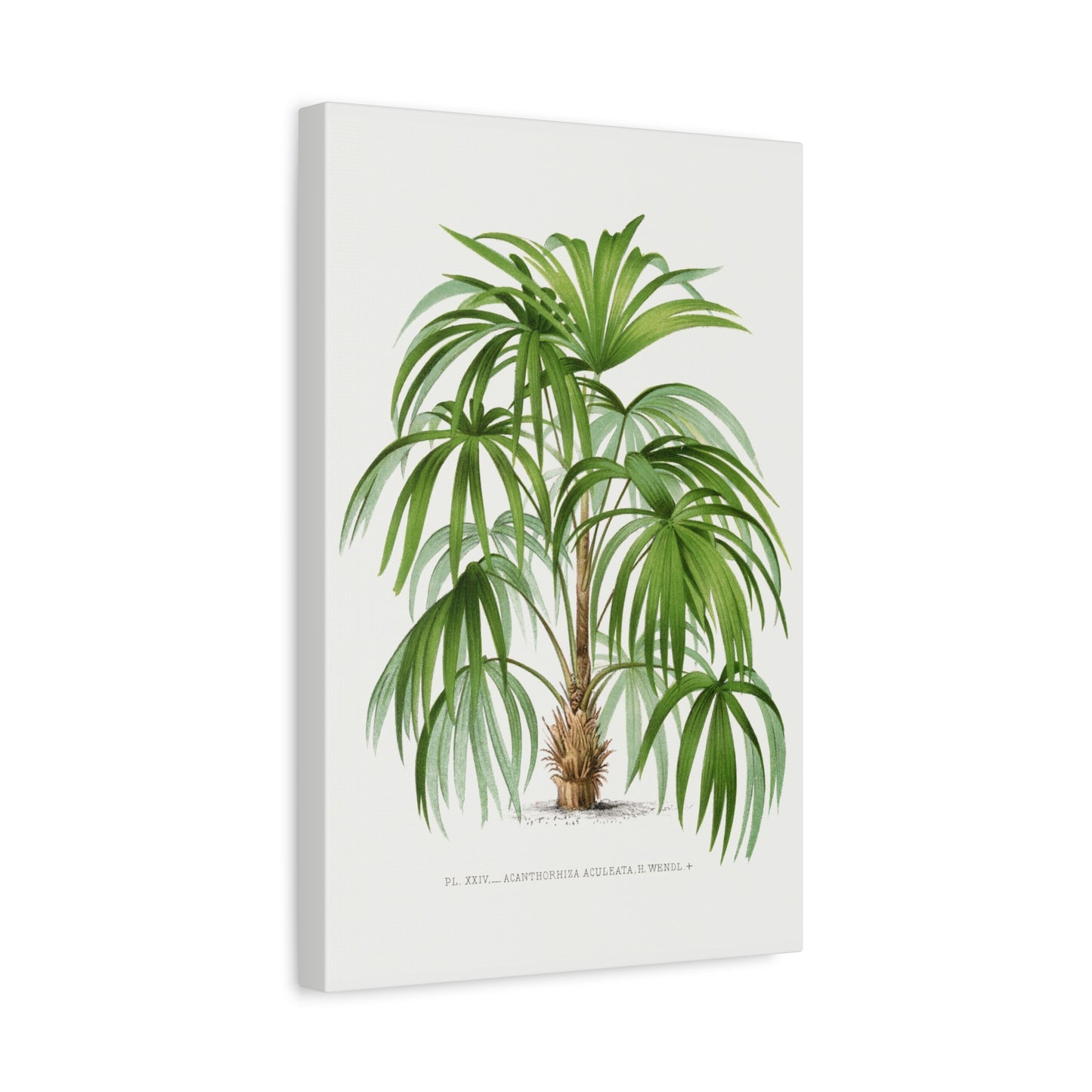 Vintage Palm Tree Illustration III Canvas Print