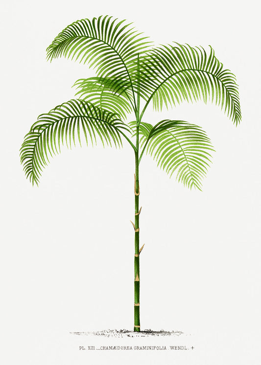 Vintage Palm Tree Illustration I