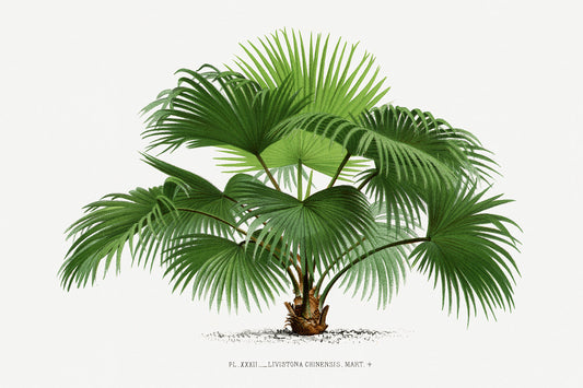 Vintage Palm Tree Illustration II