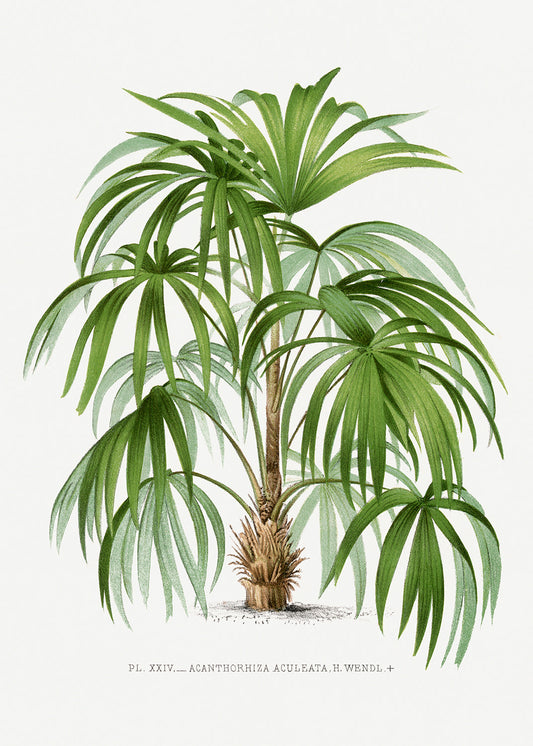 Vintage Palm Tree Illustration III