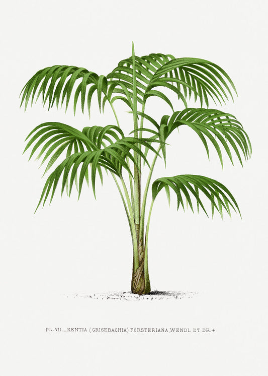 Vintage Palm Tree Illustration VI