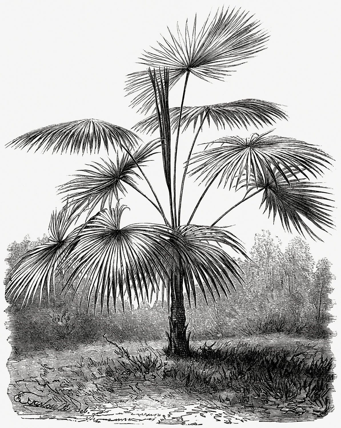 Vintage Palm Tree Illustration X