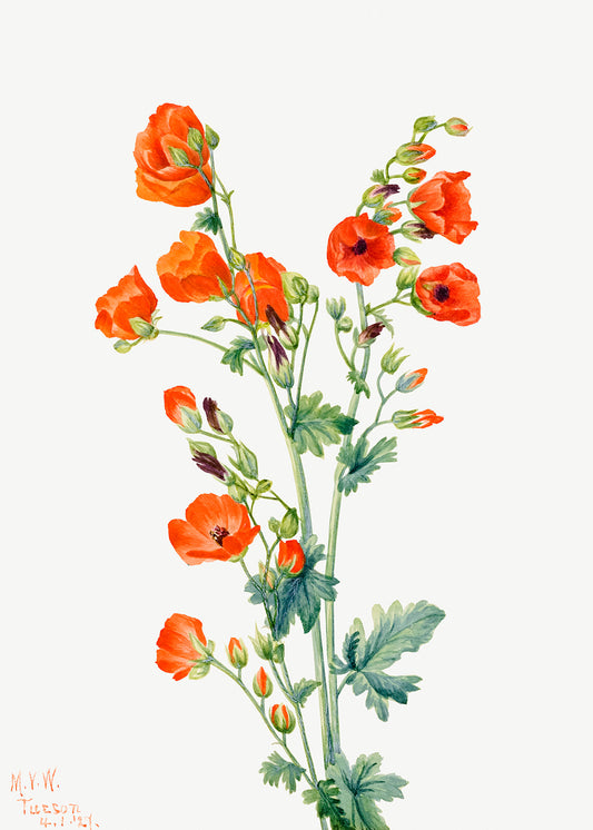 Botanical Plant Illustration - Scarlet Globe Mallow (Sphaeralcea grossulariaefolia) by Mary Vaux Walcott