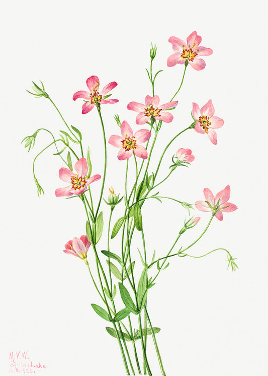 Botanical Plant Illustration - Saltmarsh Rosegentian (Sabbatia stellaris) by Mary Vaux Walcott