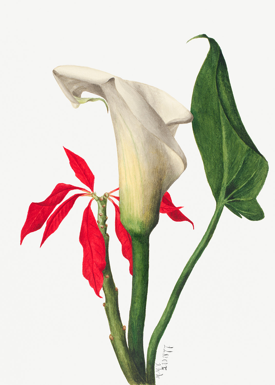 calla lily flower drawing Botanical Plant Illustration