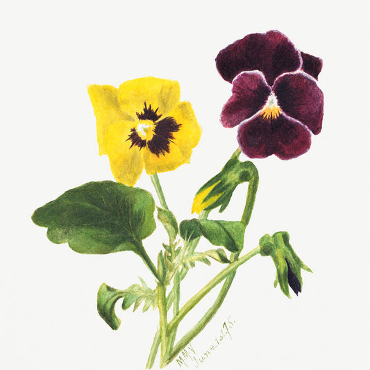 Botanical Plant Illustration - Pansies by Mary Vaux Walcott