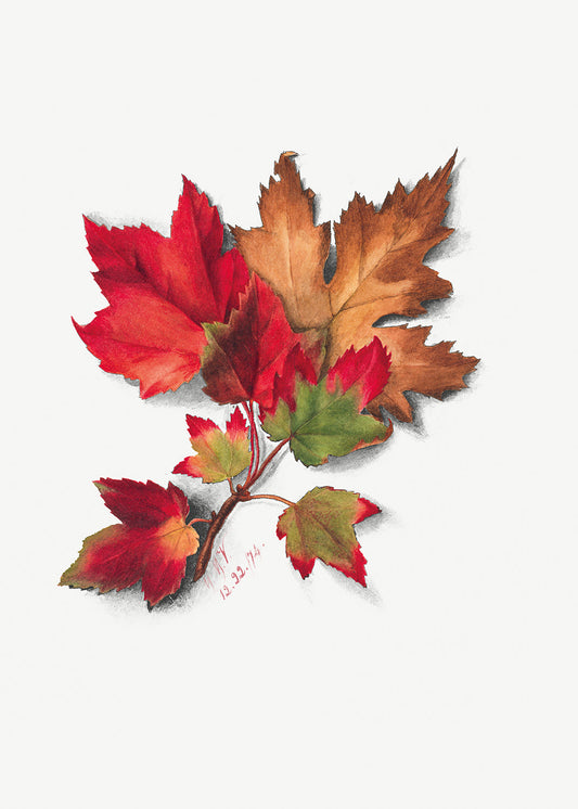 Botanical Plant Illustration - Autumn Leaves III by Mary Vaux Walcott
