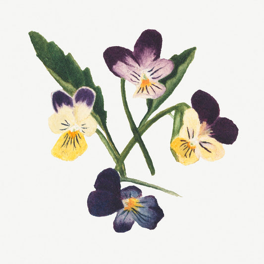Botanical Plant Illustration - Pansies II by Mary Vaux Walcott