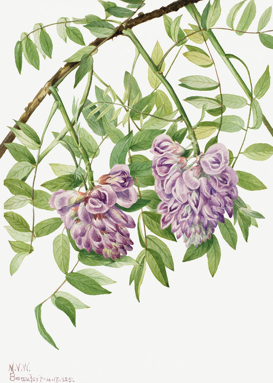 Botanical Plant Illustration - American Wisteria (Kraunhia frutescens) by Mary Vaux Walcott