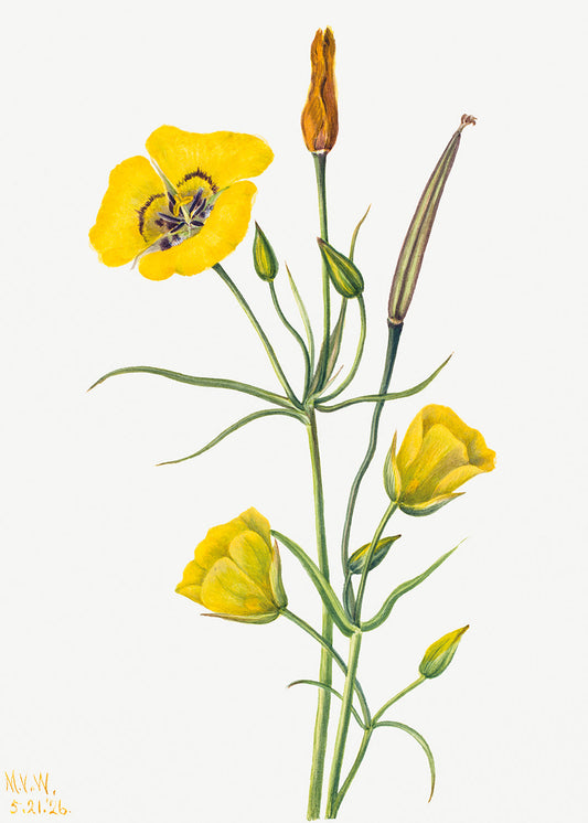 Botanical Plant Illustration - Goldenbowl Mariposa (Calochortus claratus) by Mary Vaux Walcott