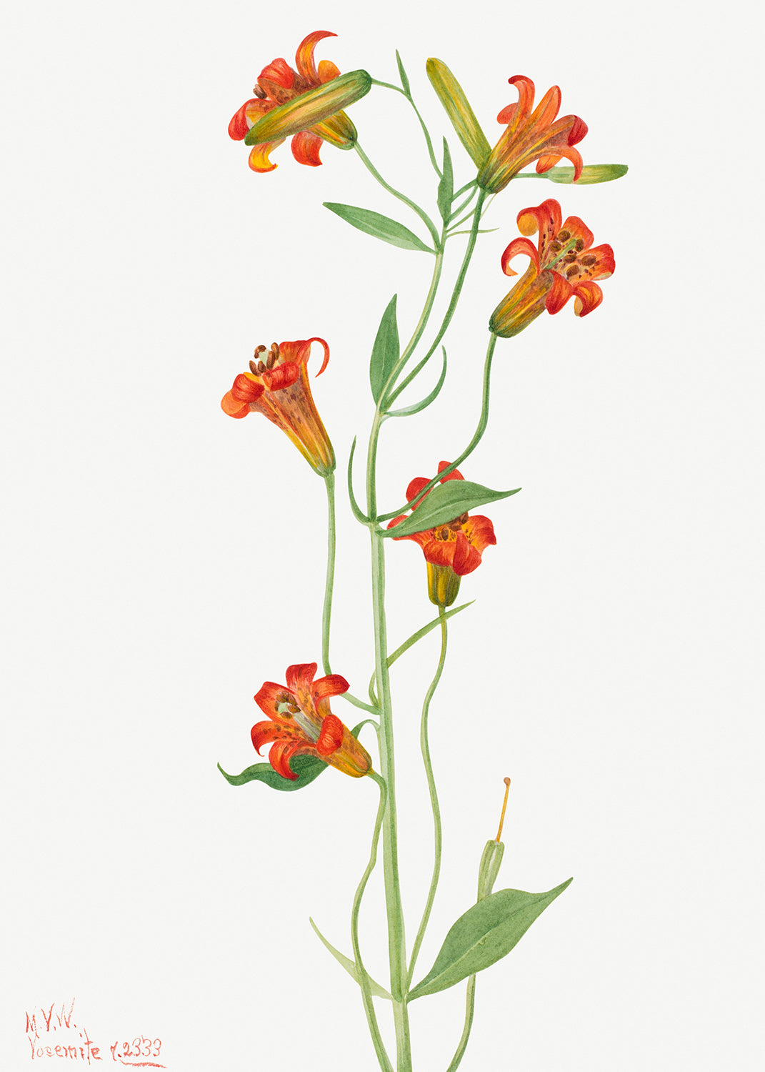 tiger lily botanical illustration Botanical Plant Illustration