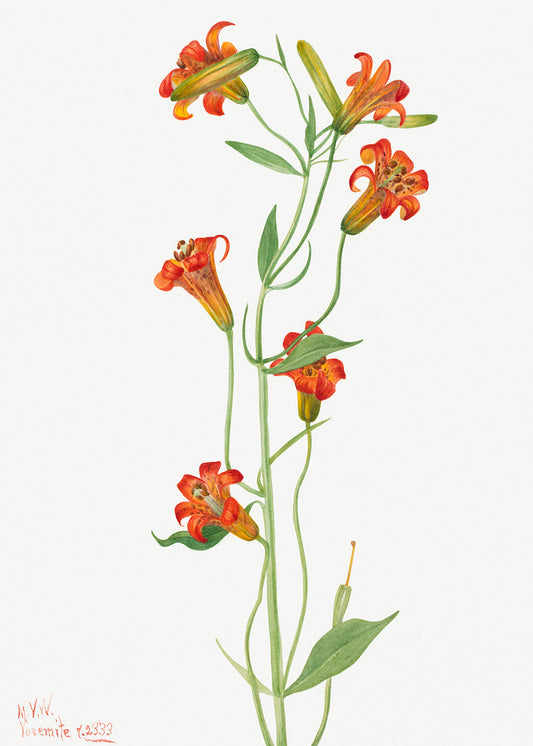 Botanical Plant Illustration - Small Tiger Lily (Lilium parvum) by Mary Vaux Walcott