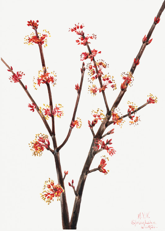 Botanical Plant Illustration - Red Maple (Acer rubrum) by Mary Vaux Walcott