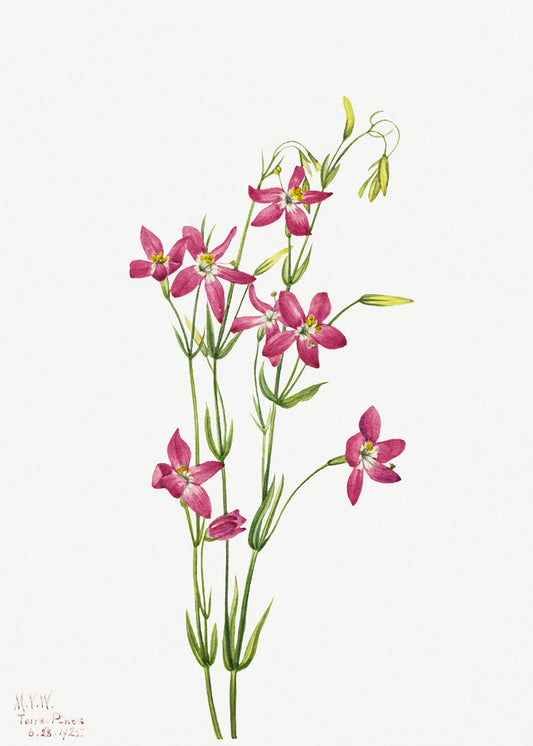 Botanical Plant Illustration - Centaurium (Centaurium venustum) by Mary Vaux Walcott