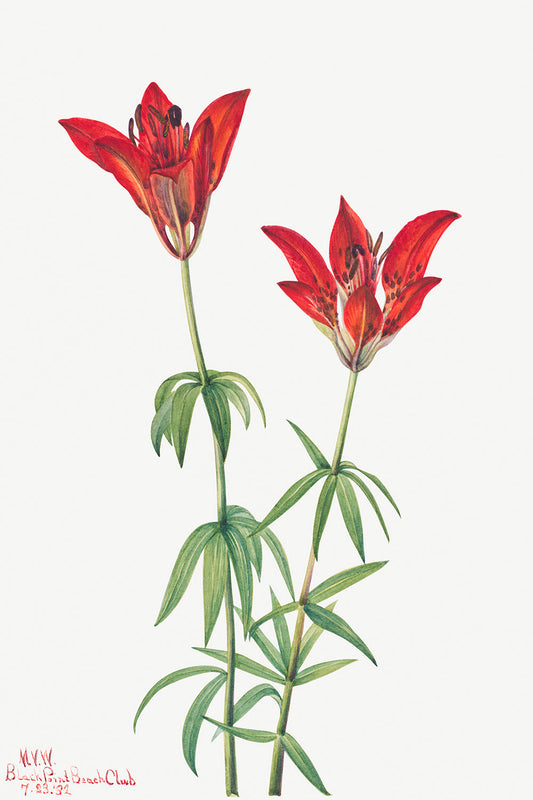 Botanical Plant Illustration - Wood Lily (Lilium philadelphicum) by Mary Vaux Walcott