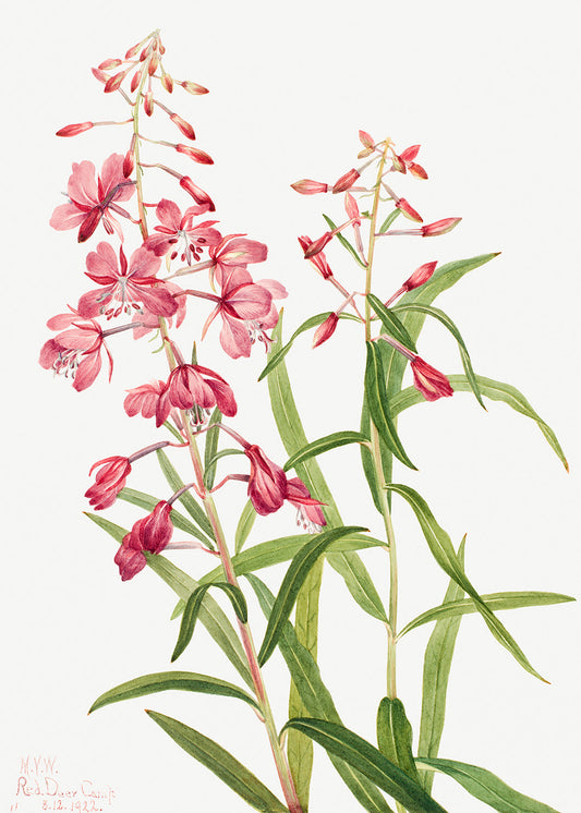 Botanical Plant Illustration - Fireweed (Epilobium angustifolium) by Mary Vaux Walcott