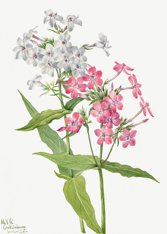 Botanical Plant Illustration - Perennial Phlox (Phlox paniculata) by Mary Vaux Walcott