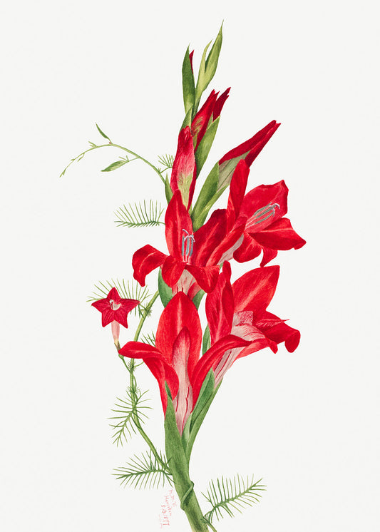 Botanical Plant Illustration - Cannas and Cypress Vine (Canna species and Ipomoea quamoclit) by Mary Vaux Walcott