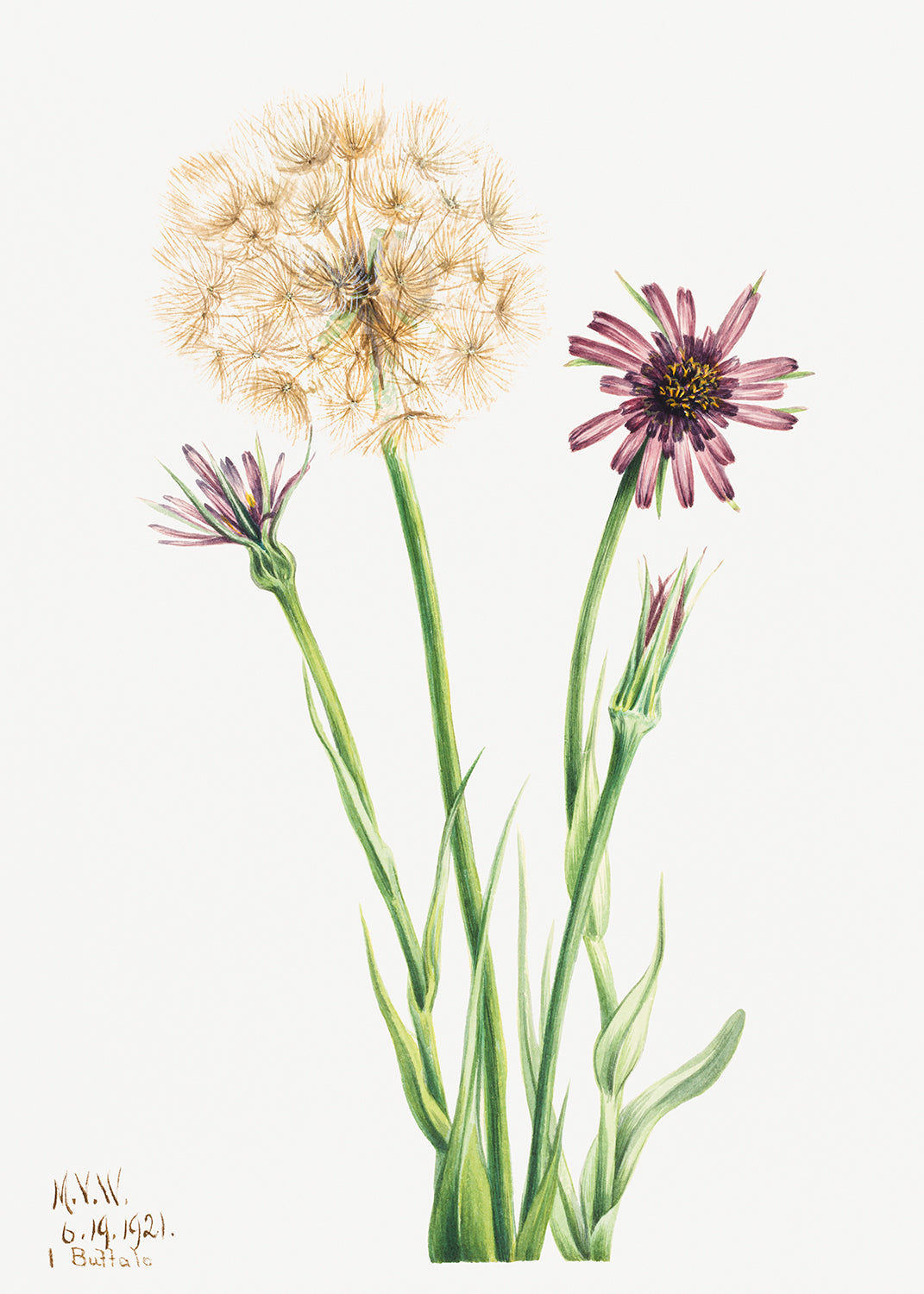 Botanical Plant Illustration - Salsify (Tragopogon porrifolius) by Mary Vaux Walcott