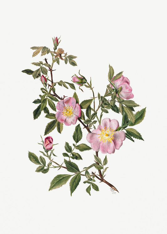 Botanical Plant Illustration - Rose Mallow (Hibiscus moscheutos) by Mary Vaux Walcott