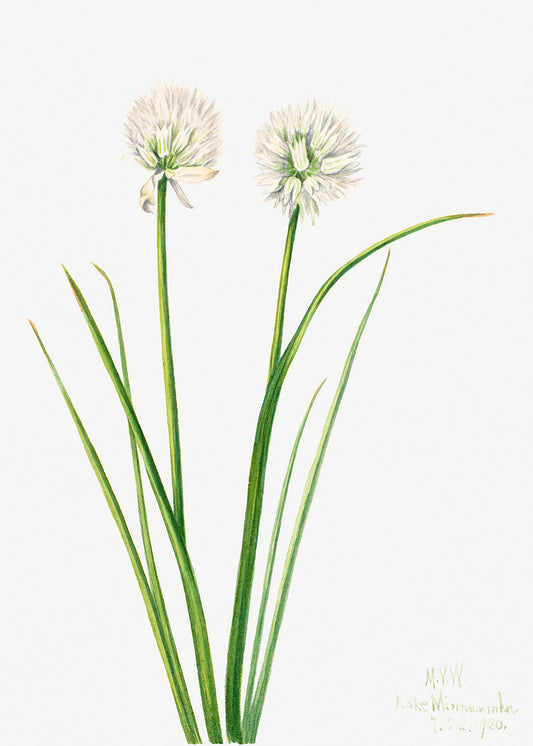 Botanical Plant Illustration - Northern Onion (Allium sibiricum) by Mary Vaux Walcott
