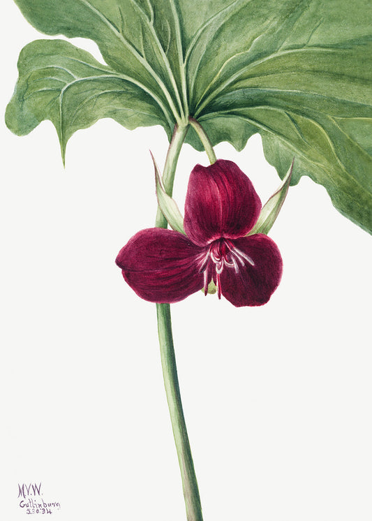 Botanical Plant Illustration - Sweet Trillium (Trillium vasyi) by Mary Vaux Walcott