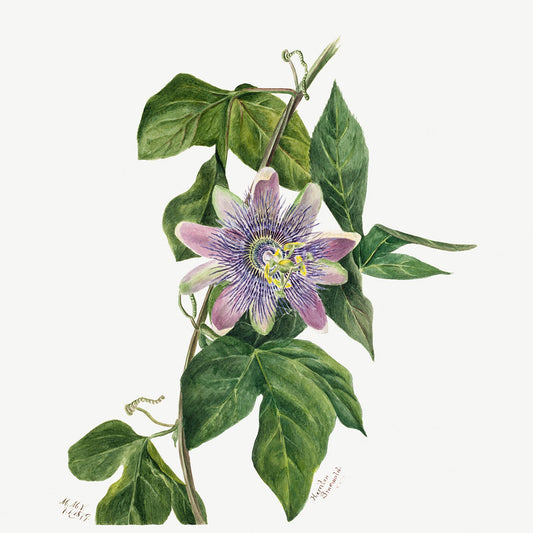 Botanical Plant Illustration - Flower Study by Mary Vaux Walcott