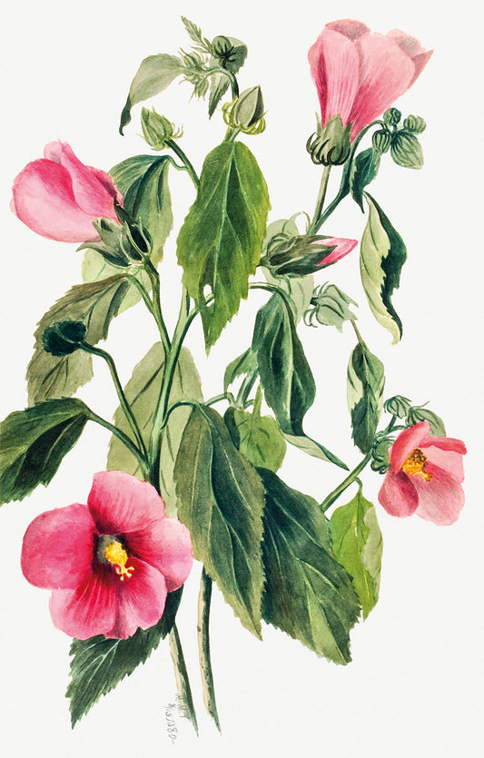 Botanical Plant Illustration - Rose Gentian (Sabbatia angularis) by Mary Vaux Walcott