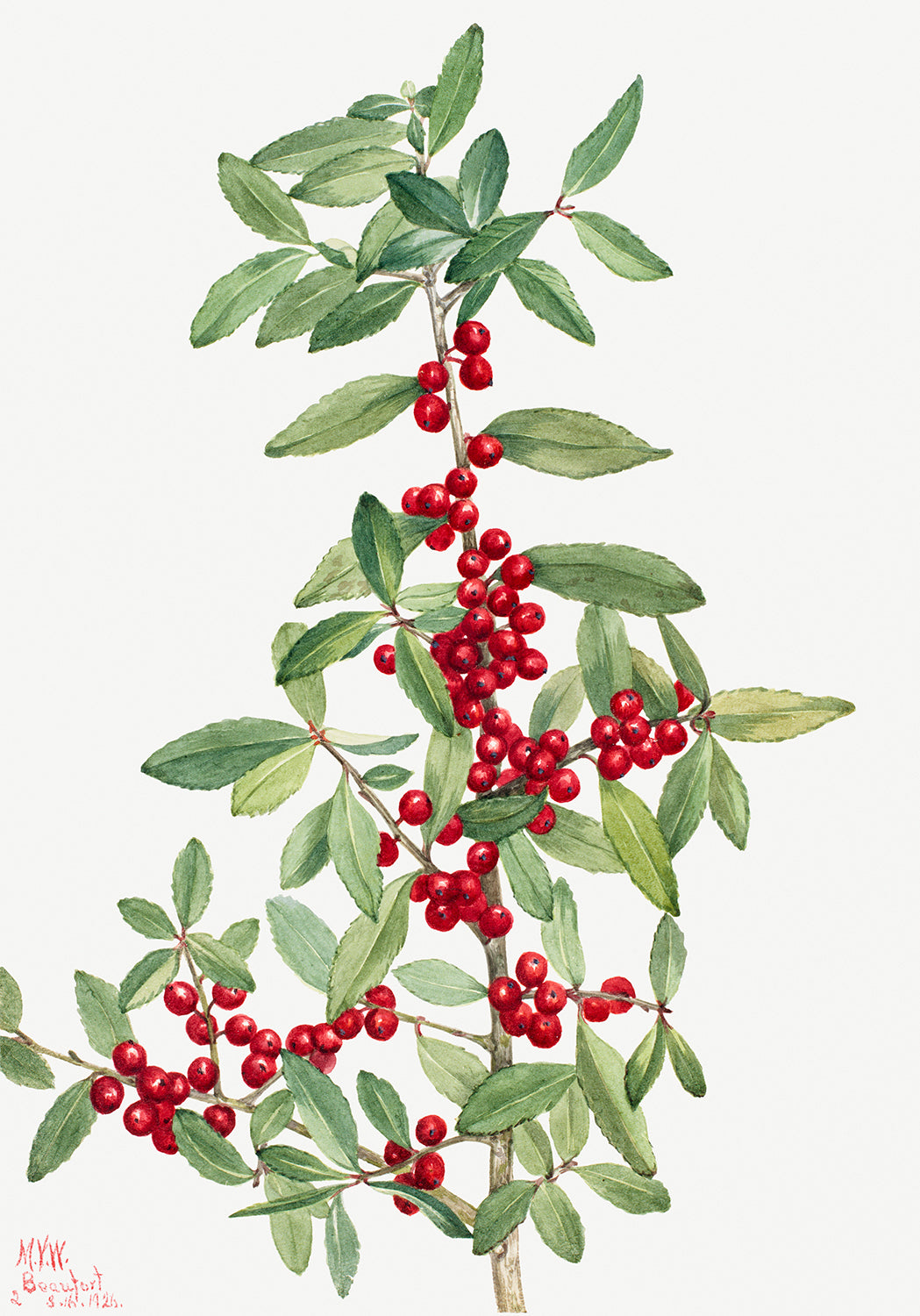 Botanical Plant Illustration - Yaupon (Ilex vomitoria) by Mary Vaux Walcott