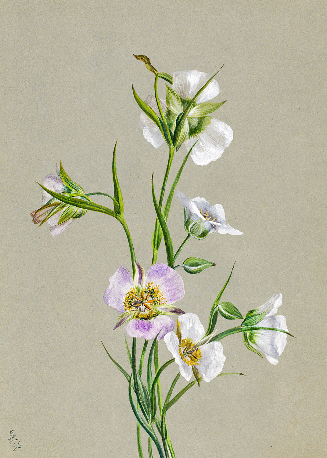 Botanical Plant Illustration - On the Road to Monument by Mary Vaux Walcott