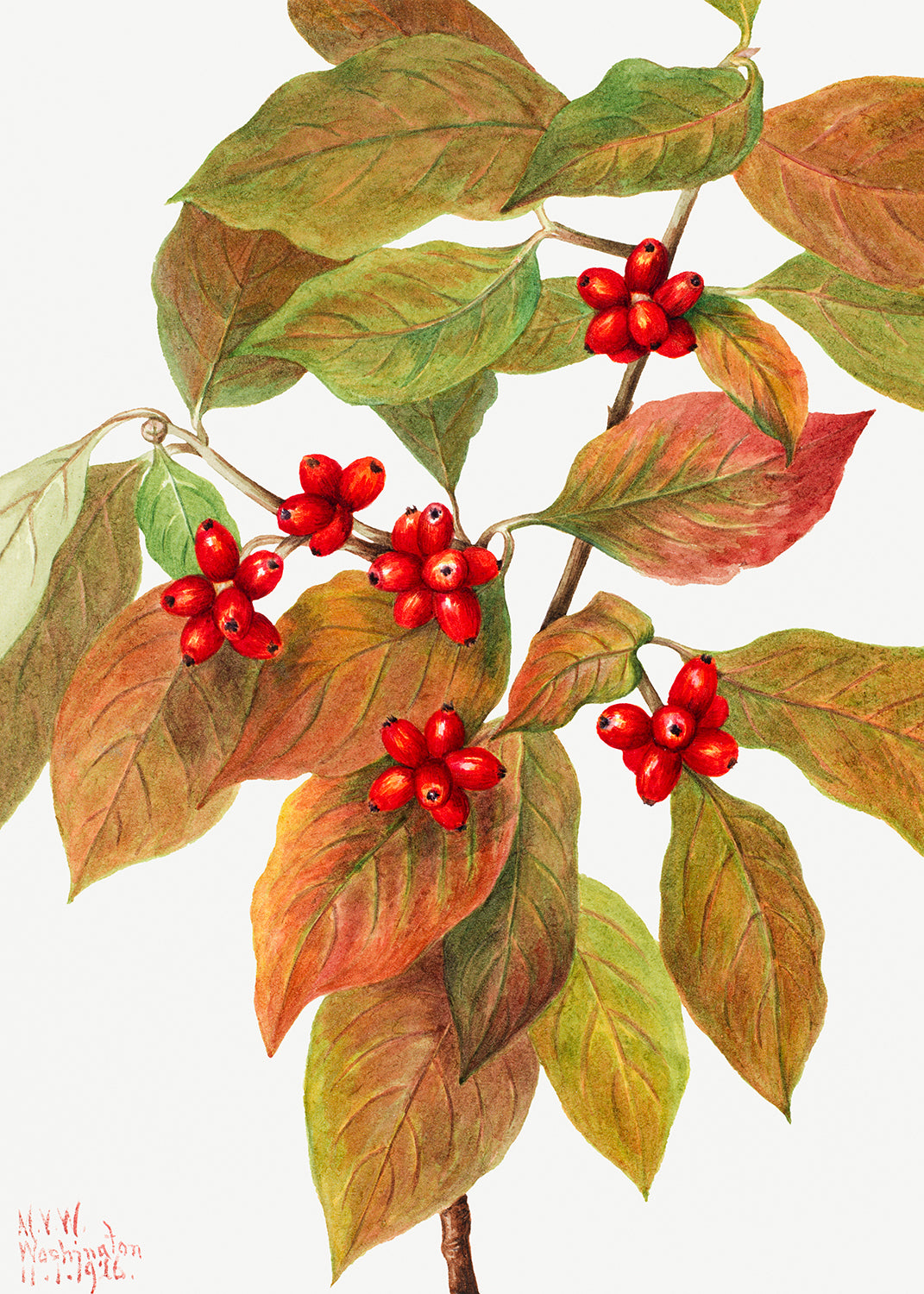 Botanical Plant Illustration - Flowering Dogwood (Cornus florida) by Mary Vaux Walcott