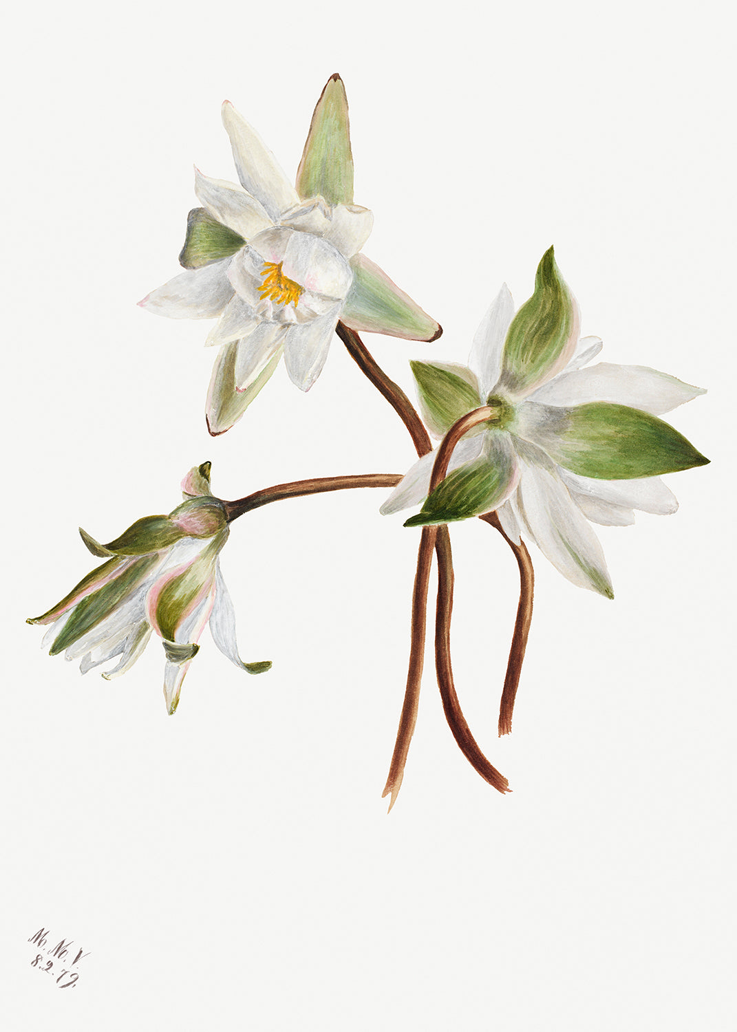 Botanical Plant Illustration - Water Lilies (Castalia odorata) by Mary Vaux Walcott