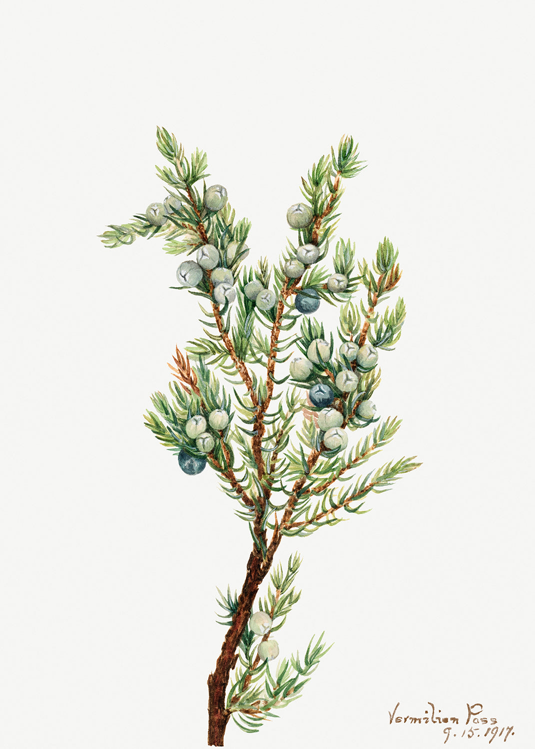 Botanical Plant Illustration - Mountain Juniper (Juniperus sibirica) by Mary Vaux Walcott