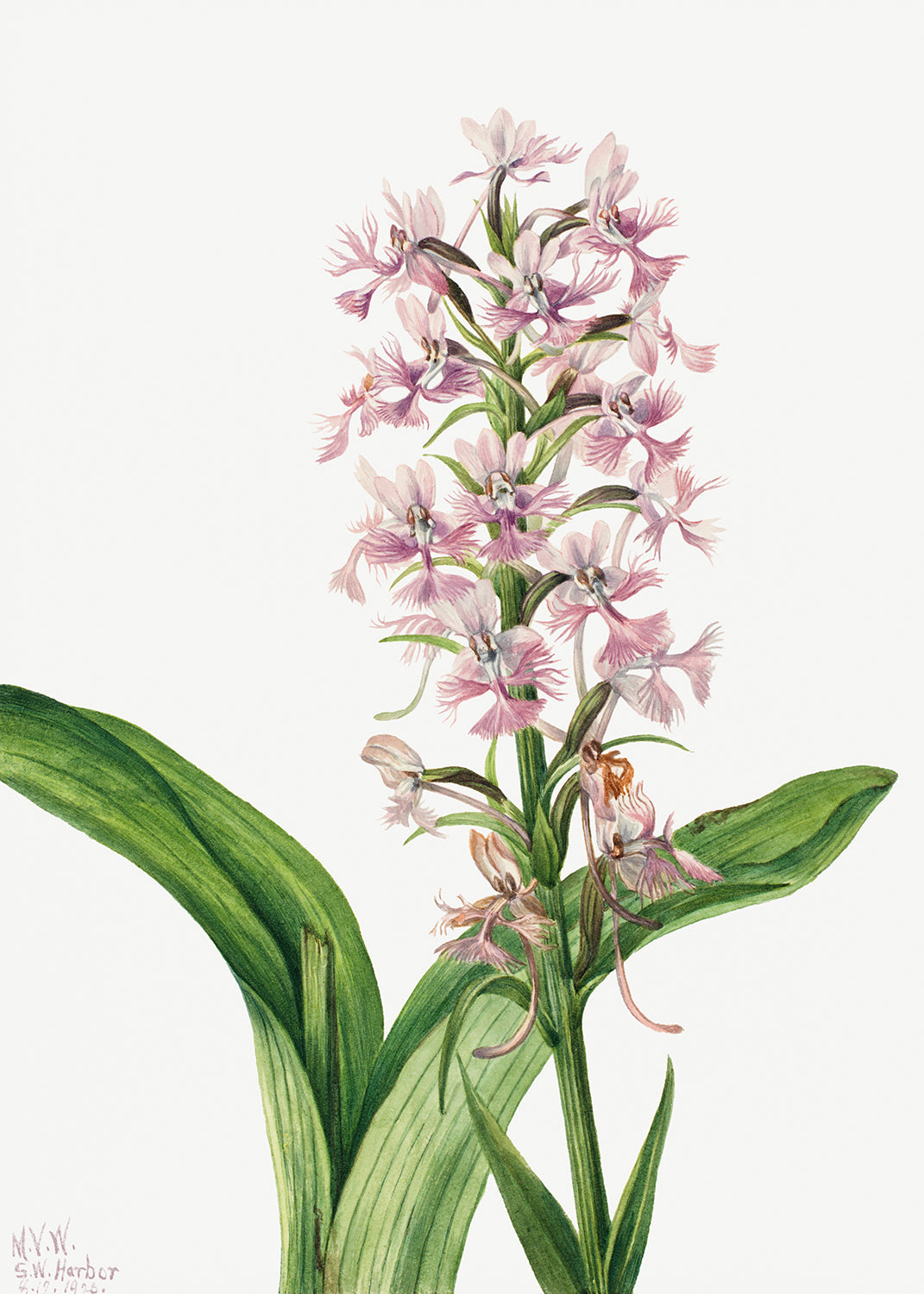 Botanical Plant Illustration - Large Purple FringeÐOrchid (Habenaria grandiflora) by Mary Vaux Walcott