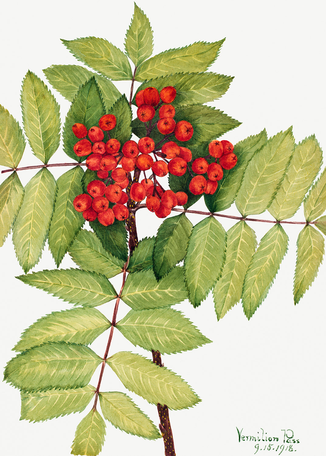 Botanical Plant Illustration - Western Mountain Ash (Sorbus sambucifolia) by Mary Vaux Walcott