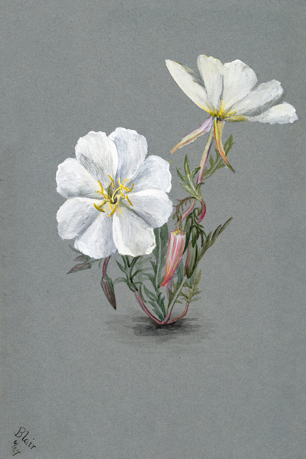 Botanical Plant Illustration - Giant Helleborine (Epipactia gigantea) by Mary Vaux Walcott