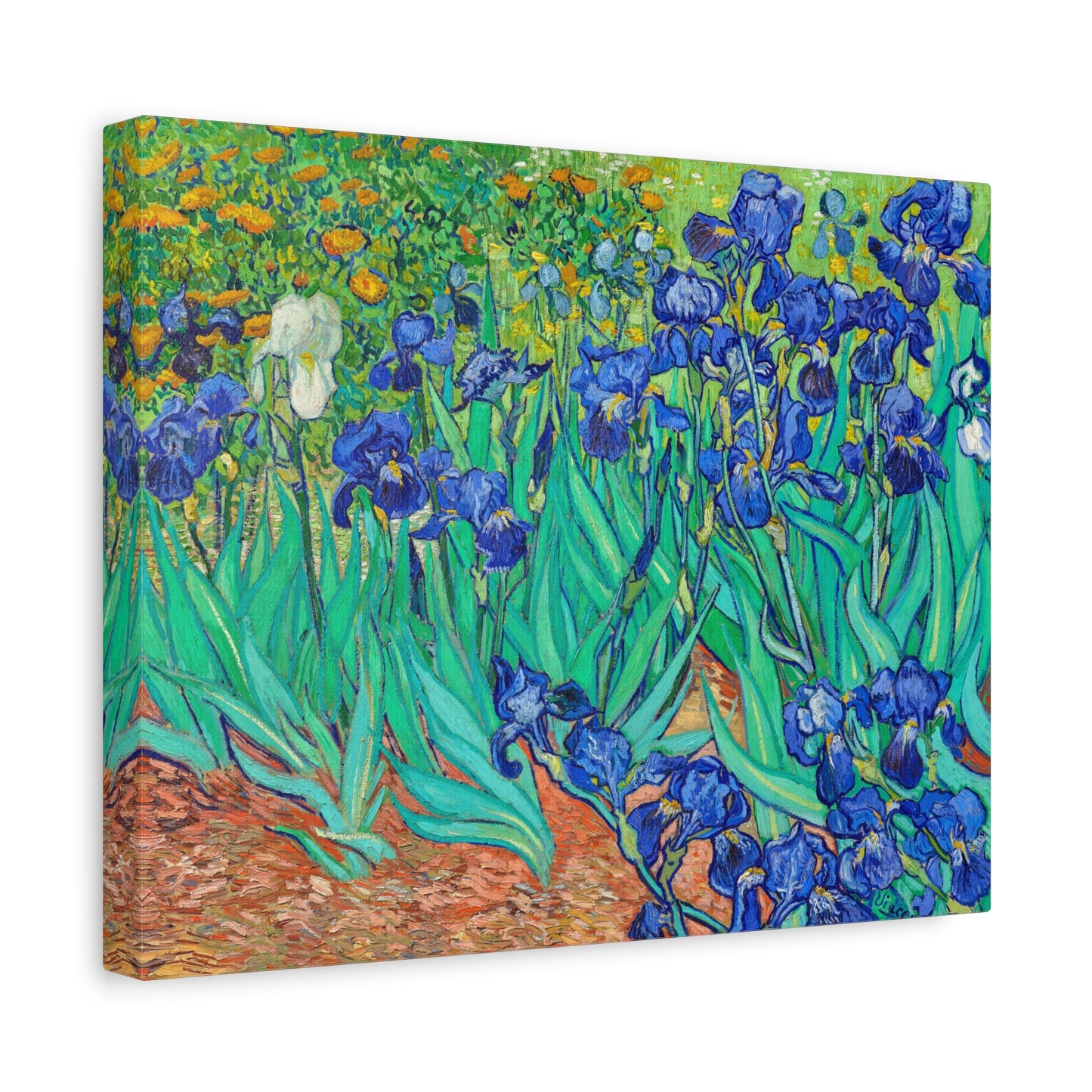 Irises by Vincent van Gogh Canvas Print