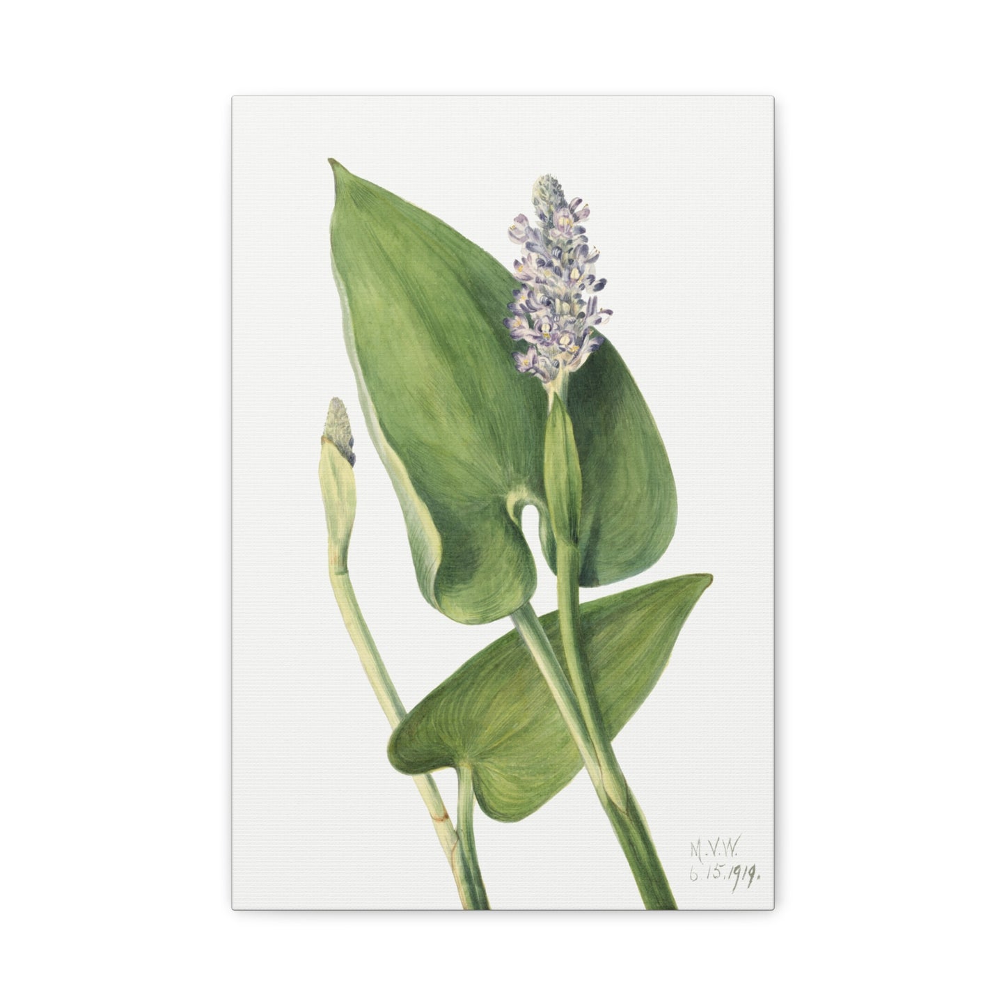 Botanical Plant Illustration - Pickerelweed (Pontederia cordata) by Mary Vaux Walcott Canvas Print