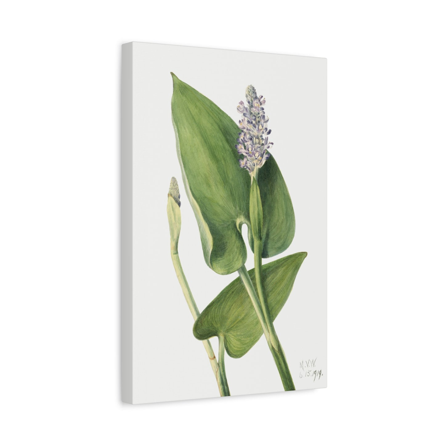Botanical Plant Illustration - Pickerelweed (Pontederia cordata) by Mary Vaux Walcott Canvas Print