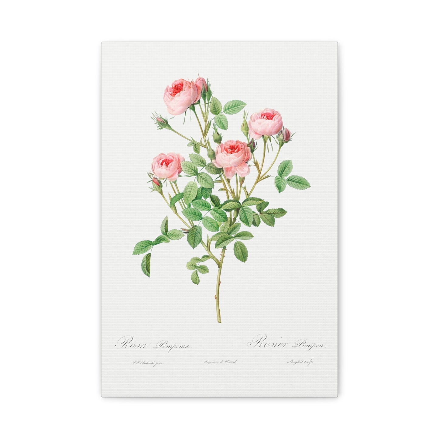 Botanical Plant Print - Burgundian Rose, Rosa pomponia by Pierre Joseph Redoute Canvas Print