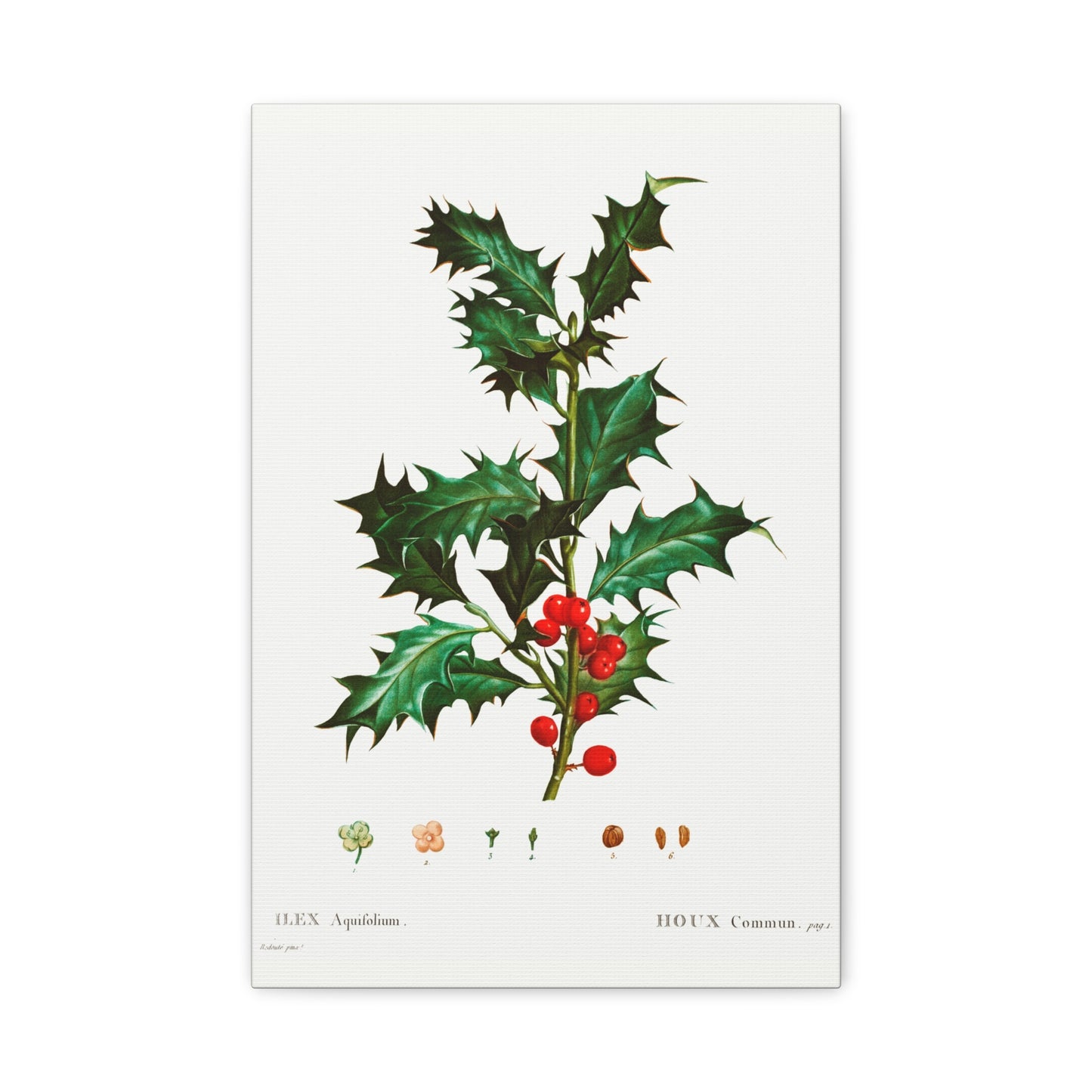 Botanical Plant Print - Common holly (Ilex aquifolium) by Pierre Joseph Redoute Canvas Print