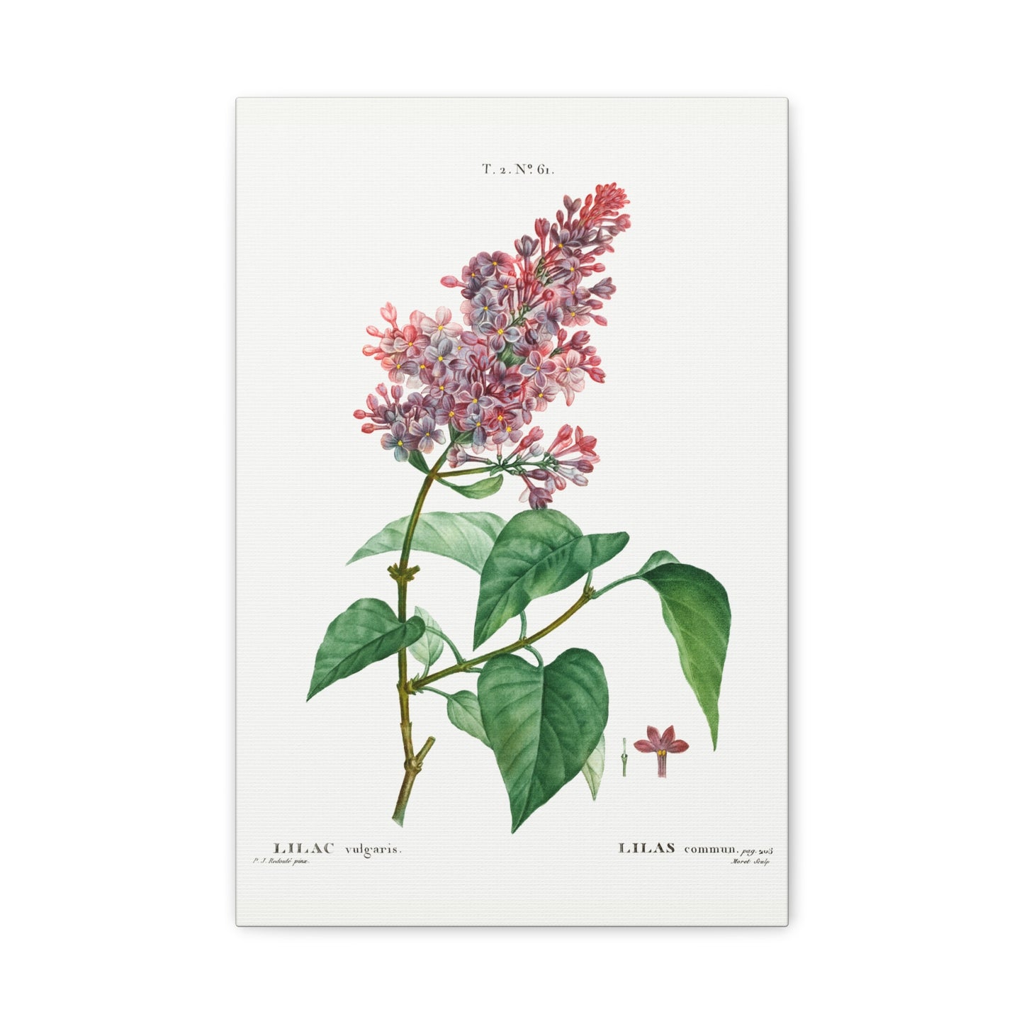 Botanical Plant Print - Common lilac (Lilac vulgaris) by Pierre Joseph Redoute Canvas Print