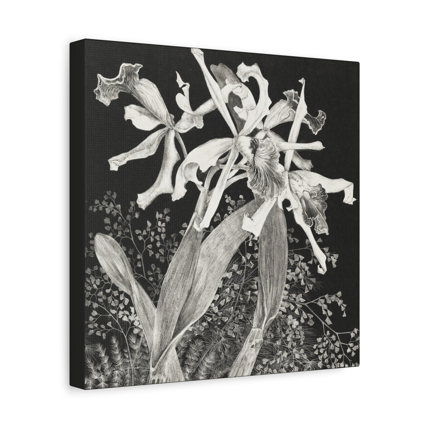 Orchids by Theo van Hoytema Canvas Print